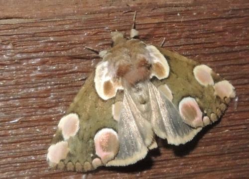 Réf. 283 069 : Thyatira batis